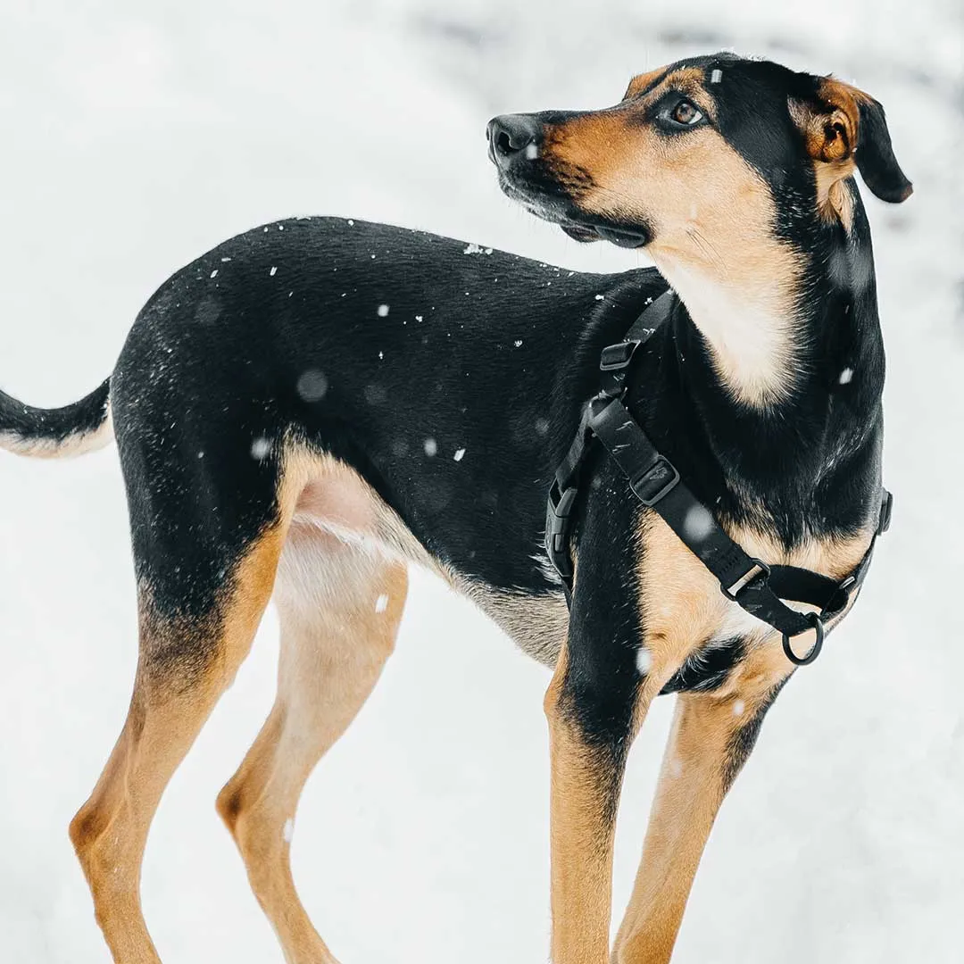 Blackout RNT No-Pull Training Harness