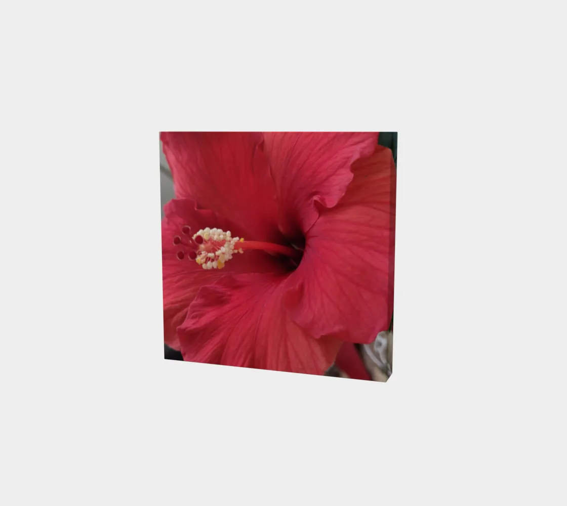 Hibiscus Bloom