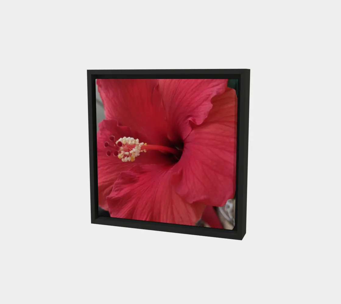 Hibiscus Bloom